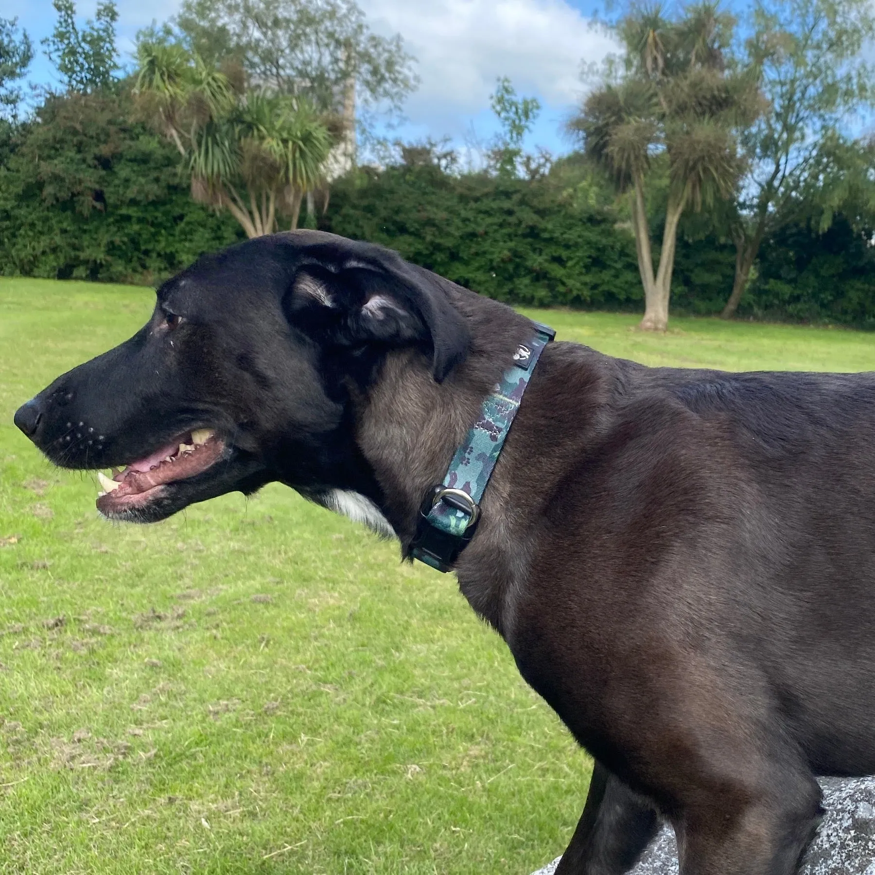 Safe Cinch Collar - Green Camo